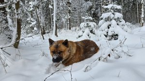 Поход в лес за ёлочкой. Заматываем веточки огоньками. Запись стрима с ютуба 29.12.25