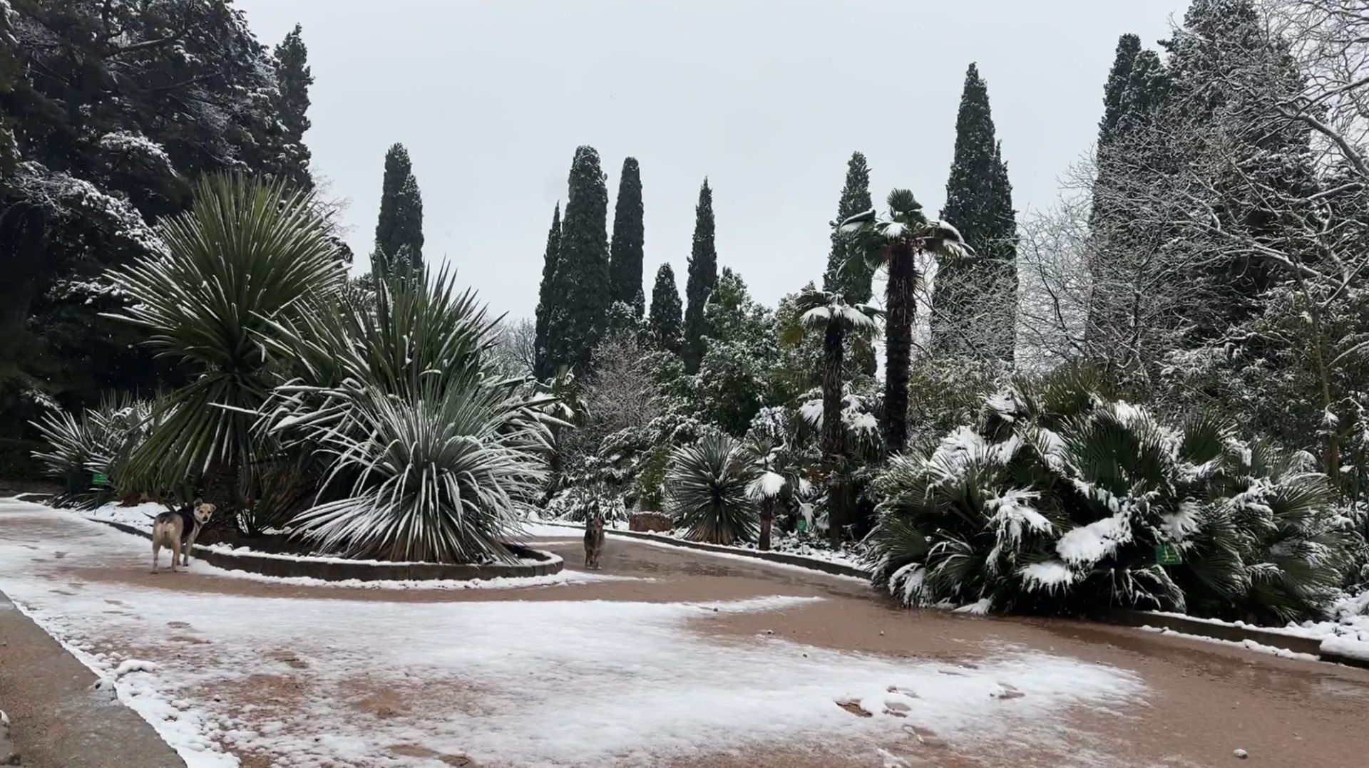 ❄️Никитский Ботанический Сад☃️ | Крым | Прогулка стрим | 2025 смотреть онлайн