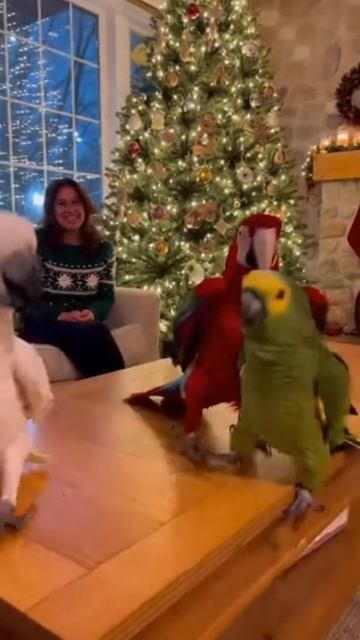 Новогодний танец попугаев