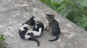 ✨ Милая семья пушистиков  ❤️🐈 ✨