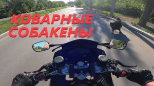 СОБАКИ ПЫТАЮТСЯ УКУСИТЬ