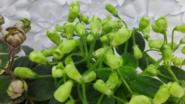 Фиалки Н-Фавн и Emerald Bell