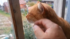 Рыжий кот умывается