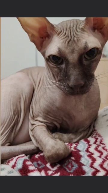 Кот Аватар