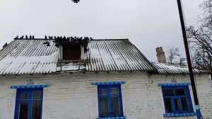 РЕБЯТА! ЭТИ ГОЛУБИ ЛУЧШИЕ!!!👍📞+79494406619