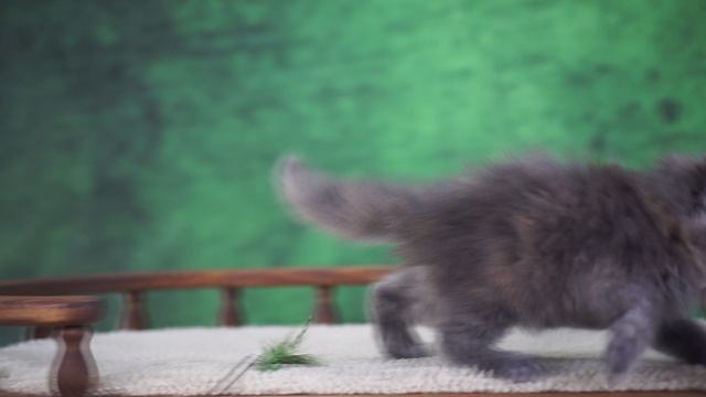 Wanda 1,5 месяца смотреть онлайн