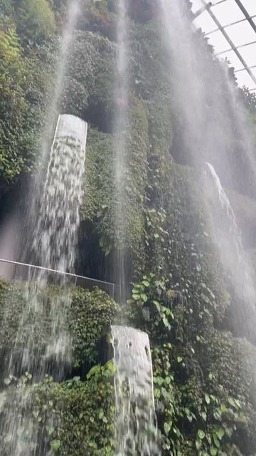 Облачный лес в Сингапуре#dreamway #сингапур #путешествия #туризм #cloudforest #shorts #reels смотреть онлайн