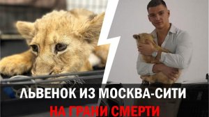 Львенка из Москва-Сити изъяли у блогера: состояние животного критическое