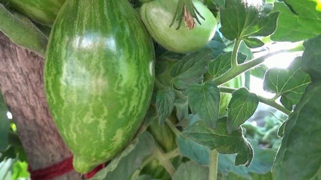 Томатный Гном Дерзкая Мери поспел на улице в июне. №852. Выявляю лидеров среди Гномов. смотреть онлайн