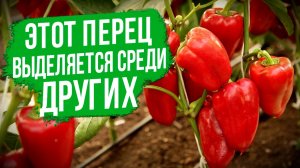 Урожайный и крупный сладкий перец! Почему мы рекомендуем этот красный перец?