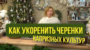 Как укоренить черенки капризных культур
