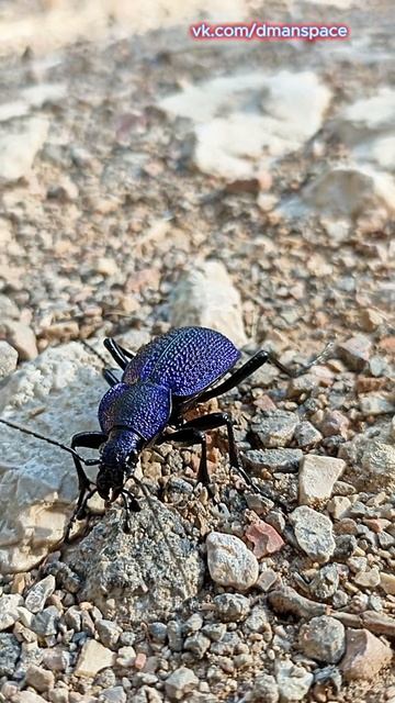 Жужелица (Carabidae) — семейство жуков подотряда плотоядных смотреть онлайн