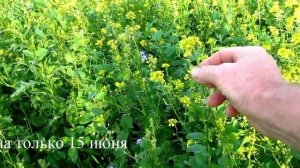 Конвейерное цветение медоносов