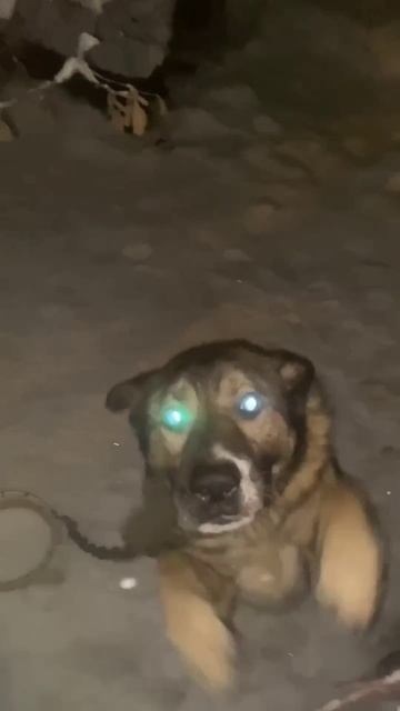 Мишаня🐺 смотреть онлайн