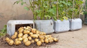 Секрет, которым еще никто не раскрыл, помогает увеличить урожай картофеля в 5 раз