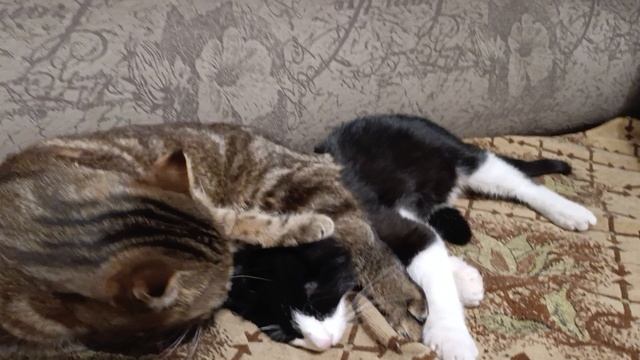 А мы засони смотреть онлайн