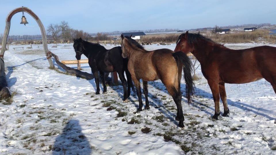 Ломовые кони