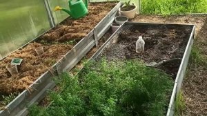 1 и 2 мая 2025г. Высадила томаты на улицу .Сделала дорожку.