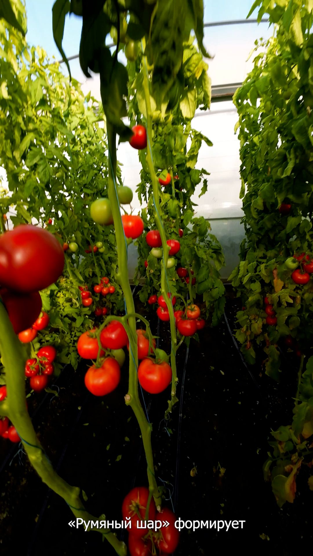 Почему этот томат является БРЕНДОМ?