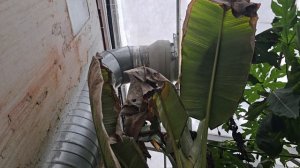 солнечный биовегетарий как устроено
https://t.me/tropicsad