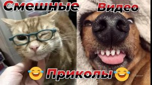 Смешные видео приколы|Коты и собаки|Юмор и Приколы