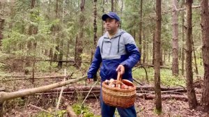 Тихая охота Без Комментариев! Грибы везде! Грибы 2025