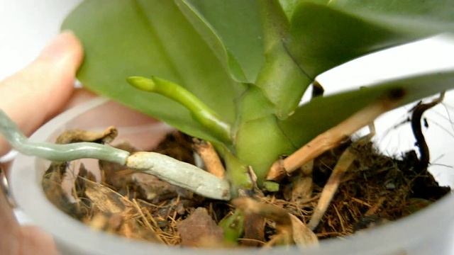 орхидеи СМОГУТ ЦВЕСТИ ВЕСЬ ГОД! полив орхидеи С КОРИЦЕ смотреть онлайн