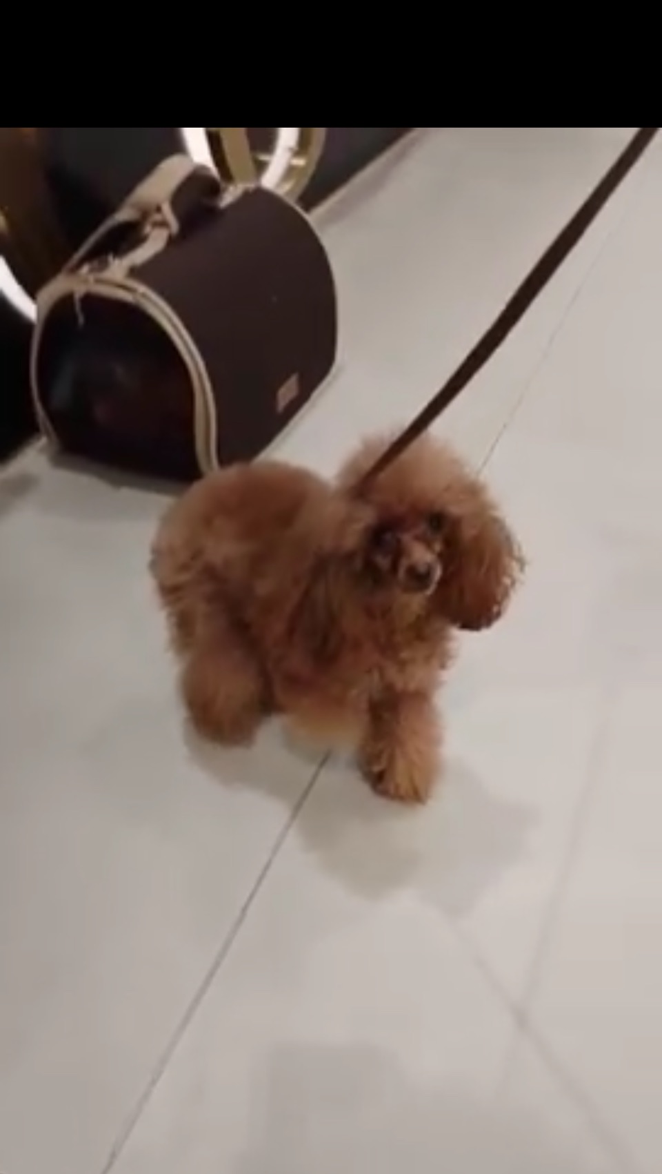 ♥️💫 «Случайная встреча».  #животные #комнатныесобачки