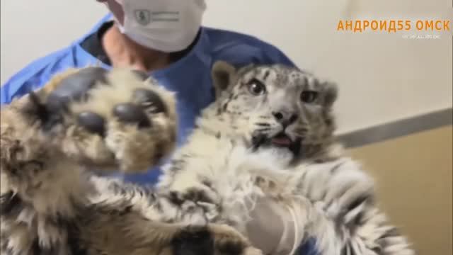 История спасение снежного барса в Китае смотреть онлайн