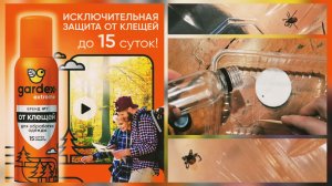 Эксперимент над клещами: проверяю gardex extreme - средство, парализующее клещей при соприкосновении