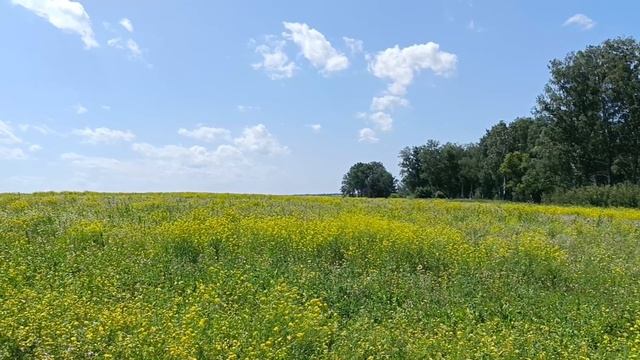 Sadness. смотреть онлайн