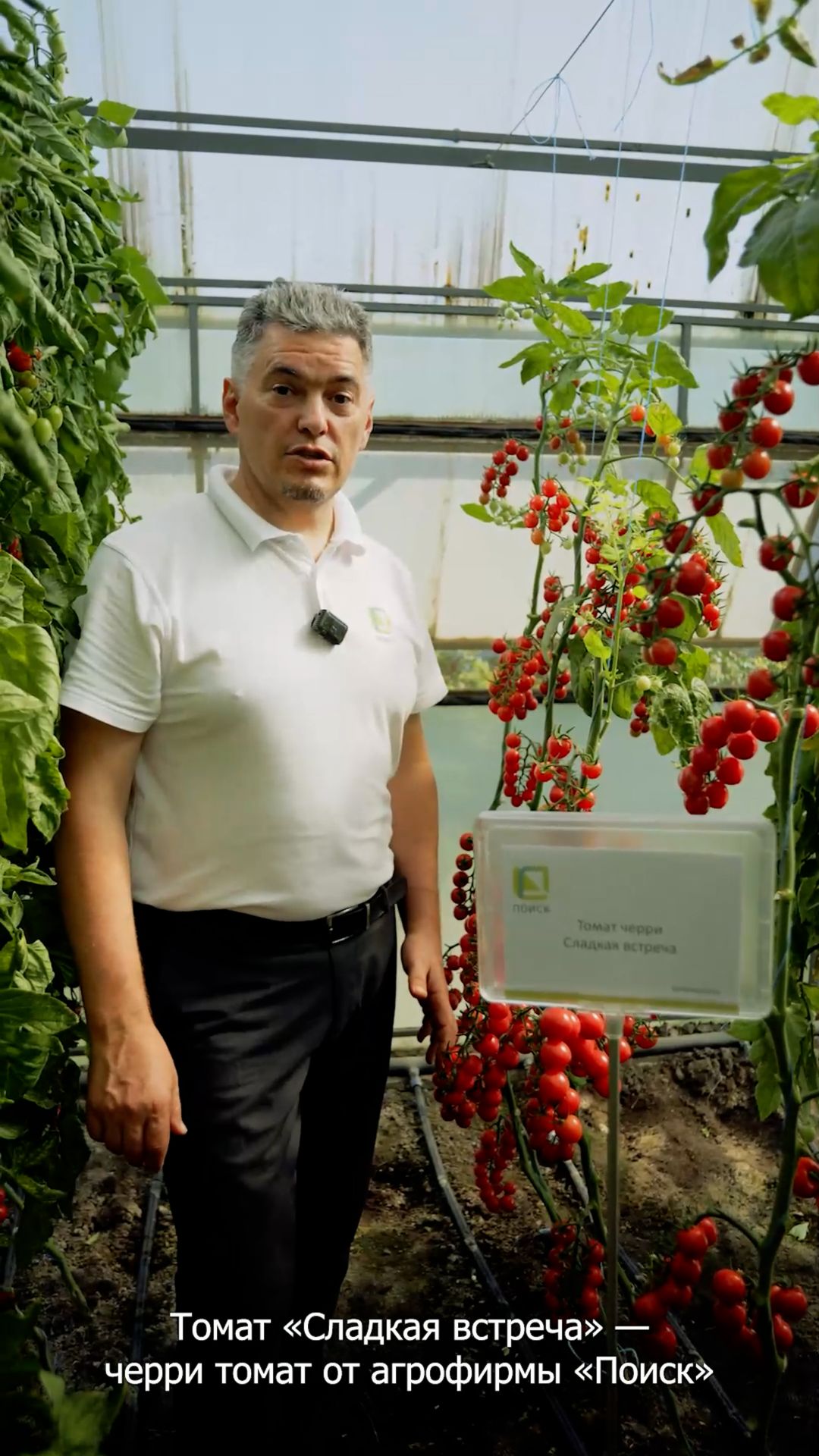 КОНЦЕНТРАЦИЯ сладких урожайных черри!