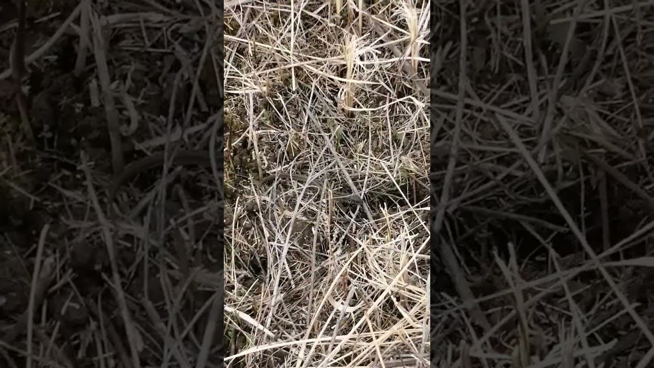 Кого здесь увидел? смотреть онлайн