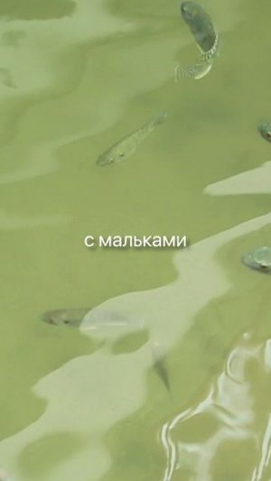 Старейшие рыбные хозяйства России. Именно они заложили основу аквакультуры.