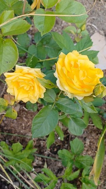 Цветы на даче в Пушкино смотреть онлайн