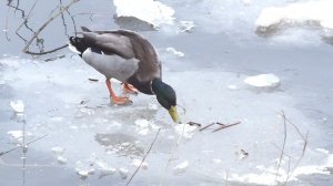 ЛЕДОХОД  2025