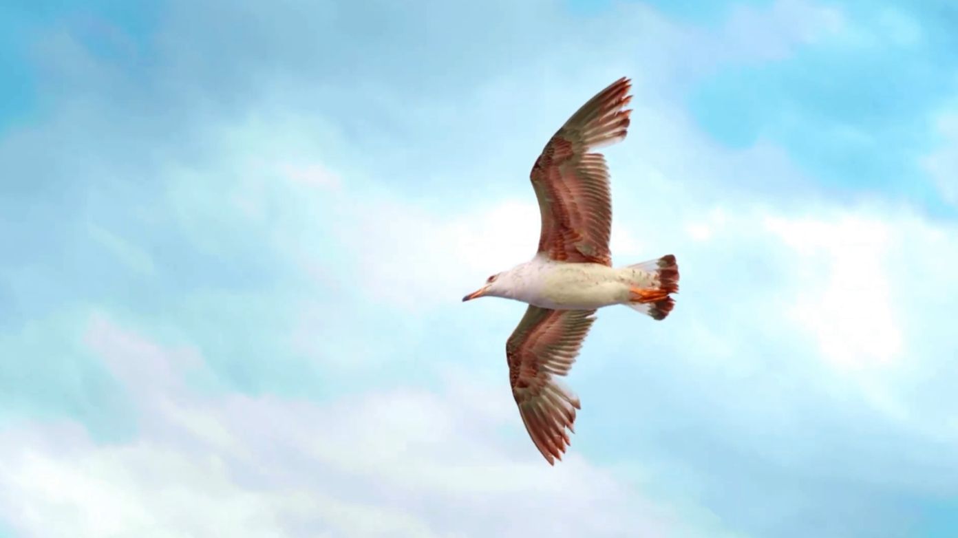 Ричард Клайдерман. Танго. Richard Clayderman – Tomo Y Obligo. смотреть онлайн