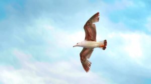 Ричард Клайдерман. Танго. Richard Clayderman – Tomo Y Obligo.