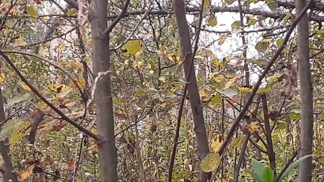 среда обитания Завриков ?! смотреть онлайн