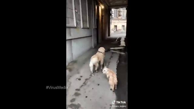 COUB compilation _ нарезка COUB -471 смотреть онлайн