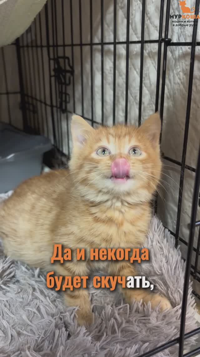 Рамиль ждёт вас в приюте #Муркоша смотреть онлайн