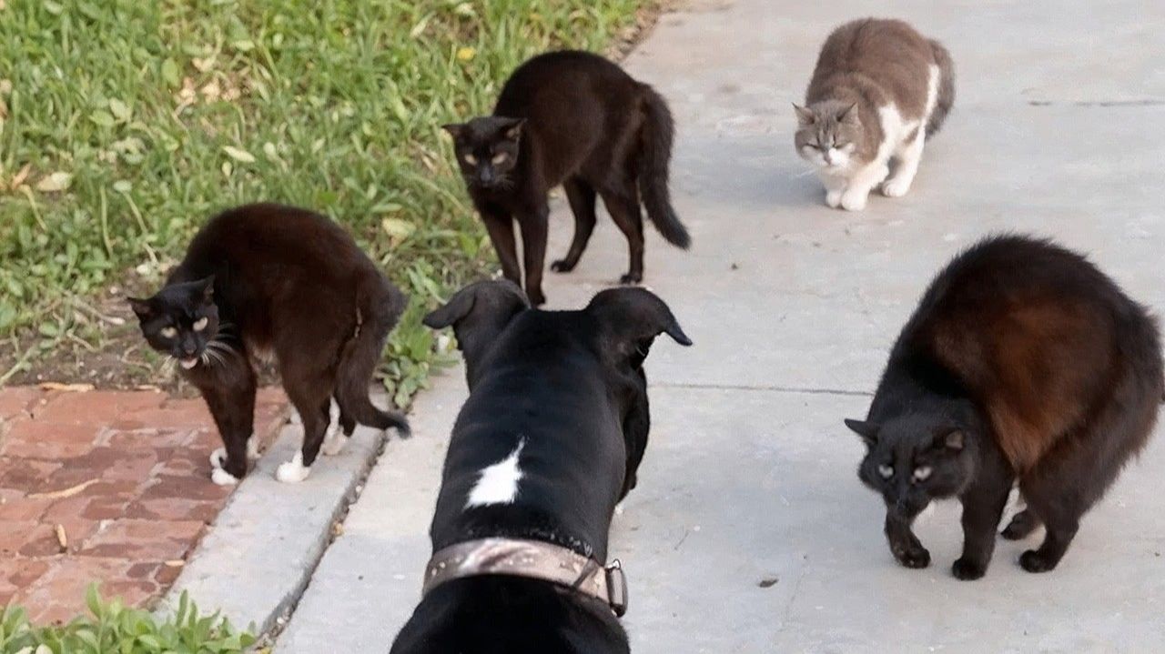 Самые смешные животные Приколы с котами и собаками 2025 смотреть онлайн