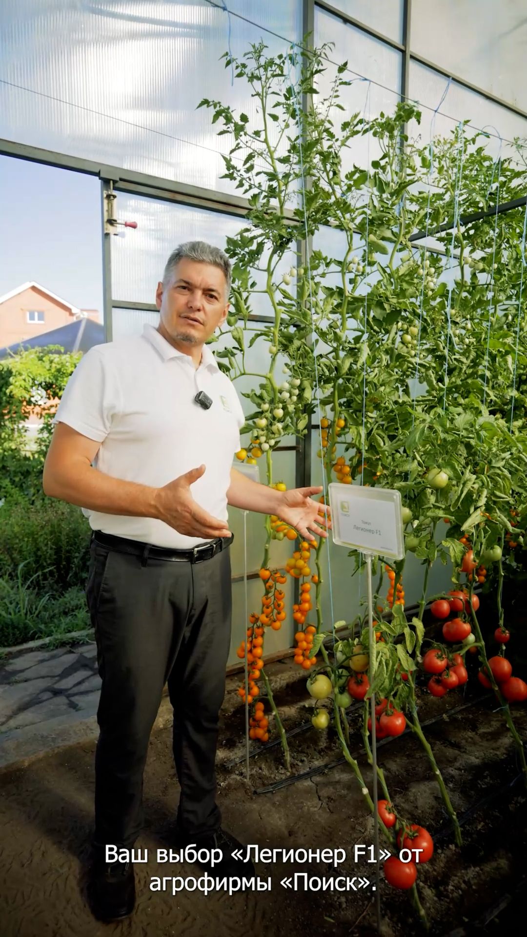 САМЫЙ ВКУСНЫЙ розовый биф-томат!