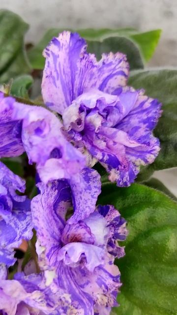 Фиалка ВаТ-Инопланетянин