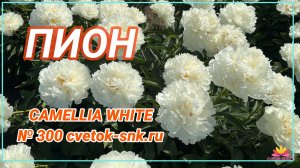 Пион «FRINGET IVORY»/Сад Ворошиловой