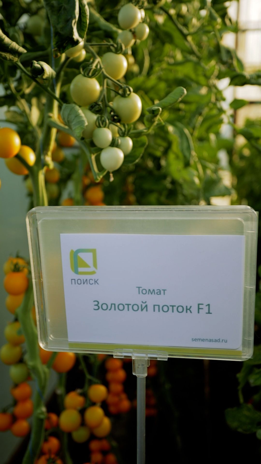 ОЧЕНЬ урожайный черри для выращивания в 2026 году!