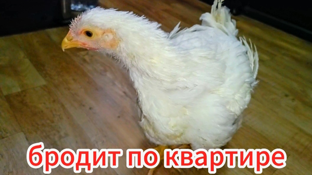 Новости бройлеров и перепёлок в квартире🤗