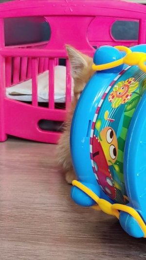 Жизнерадостный котенок. #котенок #котята