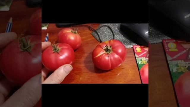 Карликовый томат с плодами 200 грамм смотреть онлайн