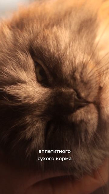 Благородный Лорд рычит под знаком Котолев! смотреть онлайн